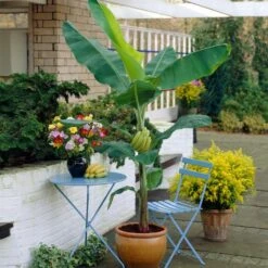 Grand Naine Banana Tree 12 Grand Naine Banana Tree -Brighterblooms Shop Grand Naine Nain Banana 4