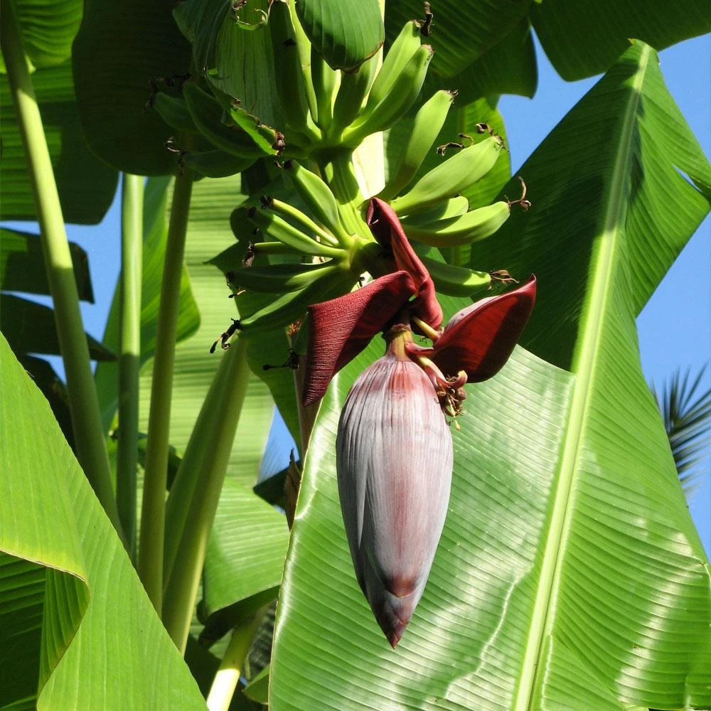 Grand Naine Banana Tree 8 Grand Naine Banana Tree - Image 6