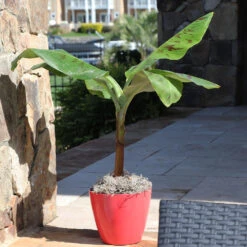 Grand Naine Banana Tree 11 Grand Naine Banana Tree -Brighterblooms Shop Grand Naine Nain Banana 7 BB