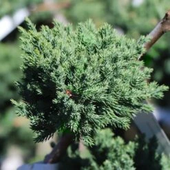 Green Mound Juniper Topiary 7 Green Mound Juniper Topiary -Brighterblooms Shop Green Mound JUniper 3 BB