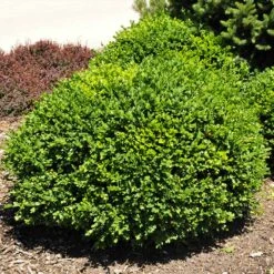 Green Velvet Boxwood Shrub -Brighterblooms Shop Green Velvet Boxwood 3 BB