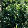 Greenfinity Cherry Laurel