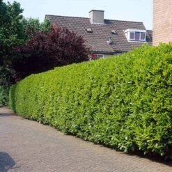 Greenfinity Cherry Laurel -Brighterblooms Shop Greenfinity Laurel 3 FGT