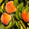 Harvester Peach Tree -Brighterblooms Shop Harvest Peach Tree BB 600x600 02b72e9d 3c36 46af 9f33 a7928fe21384