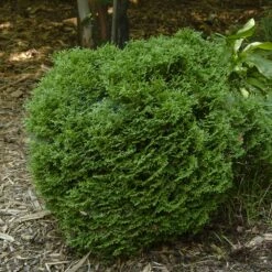 Hetz Midget Arborvitae Shrub -Brighterblooms Shop Hetz Midget Thuja 1