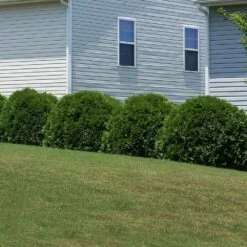 Hetz Midget Arborvitae Shrub -Brighterblooms Shop Hetz Midget Thuja 6