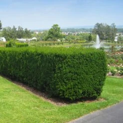 Hicks Yew Tree -Brighterblooms Shop Hicks Yew 1 BB