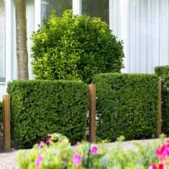 Hicks Yew Tree -Brighterblooms Shop Hicks Yew 3 BB