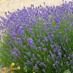Hidcote Purple Lavender Shrub -Brighterblooms Shop Hidcote Lavender 2 BB