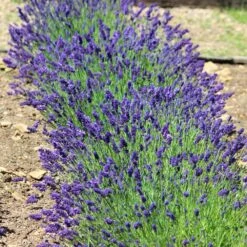 Hidcote Purple Lavender Shrub -Brighterblooms Shop Hidcote Lavender 3 BB