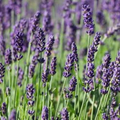 Hidcote Purple Lavender Shrub -Brighterblooms Shop Hidcote Lavender 7