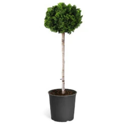 Dwarf Hinoki Cypress Tree -Brighterblooms Shop Hinoki Cypress Standard 1