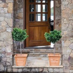 Dwarf Hinoki Cypress Tree -Brighterblooms Shop Hinoki Cypress Standard 2