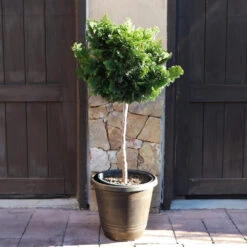 Dwarf Hinoki Cypress Tree -Brighterblooms Shop Hinoki Cypress Standard 4 BB