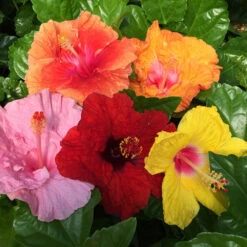 Bloom Bash® Hollywood® Hibiscus 8 Bloom Bash® Hollywood® Hibiscus -Brighterblooms Shop Hollywood Hibiscu BLoom Bash 2