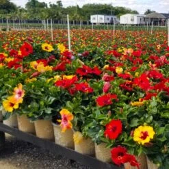 Bloom Bash® Hollywood® Hibiscus 9 Bloom Bash® Hollywood® Hibiscus -Brighterblooms Shop Hollywood Hibiscu BLoom Bash 4