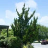Hollywood Juniper Tree -Brighterblooms Shop Hollywood Juniper BB 600x600 55e74db2 74fc 4770 b488 bdf45fc8a06b