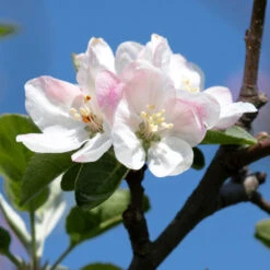 Honeycrisp Apple Tree -Brighterblooms Shop Honeycrisp Apple 2 BB