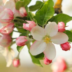 Apple Pollinator Pack -Brighterblooms Shop Honeycrisp Apple 2 FGT