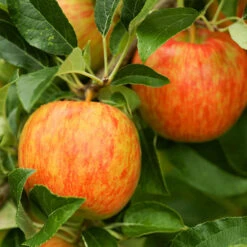 Apple Pollinator Pack -Brighterblooms Shop Honeycrisp Apple FGT 600x600 dce357e3 2398 4470 9b5b 4985ef633f08