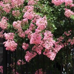 Hopi Crape Myrtle Tree 11 Hopi Crape Myrtle Tree -Brighterblooms Shop Hopi Crape Myrtle 7