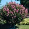 Hopi Crape Myrtle Tree -Brighterblooms Shop Hopi Crape Myrtle BB 600x600 c890fa08 5b5f 4b4a 87f5 349113faa03e