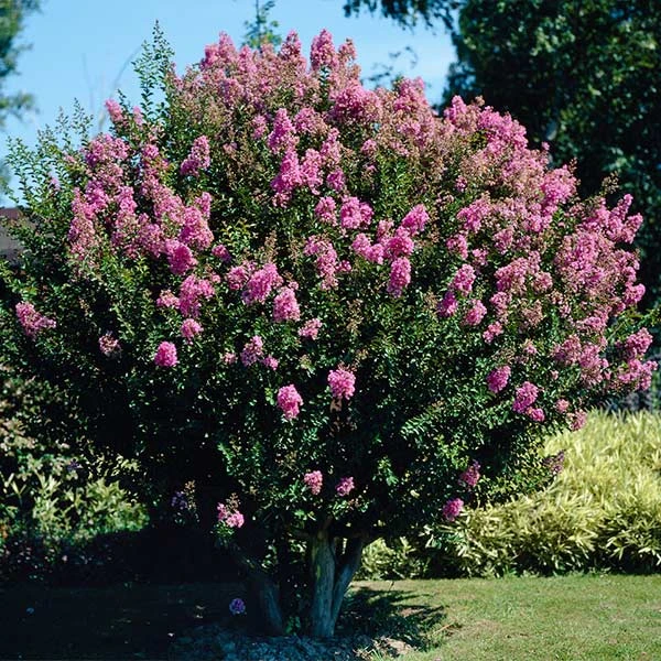 Hopi Crape Myrtle Tree 3 Hopi Crape Myrtle Tree