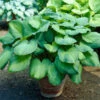 Guacamole Hosta -Brighterblooms Shop Hosta Guacamole BB 600x600 c942f86c d146 4ac4 ac78 35ed37ea6e2f