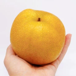 Hosui Asian Pear Tree -Brighterblooms Shop Hosui Pear 5