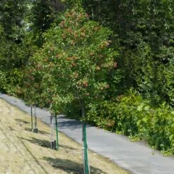 Hot Wings® Maple Tree 13 Hot Wings® Maple Tree -Brighterblooms Shop Hot Wings Tartarian Maple 1