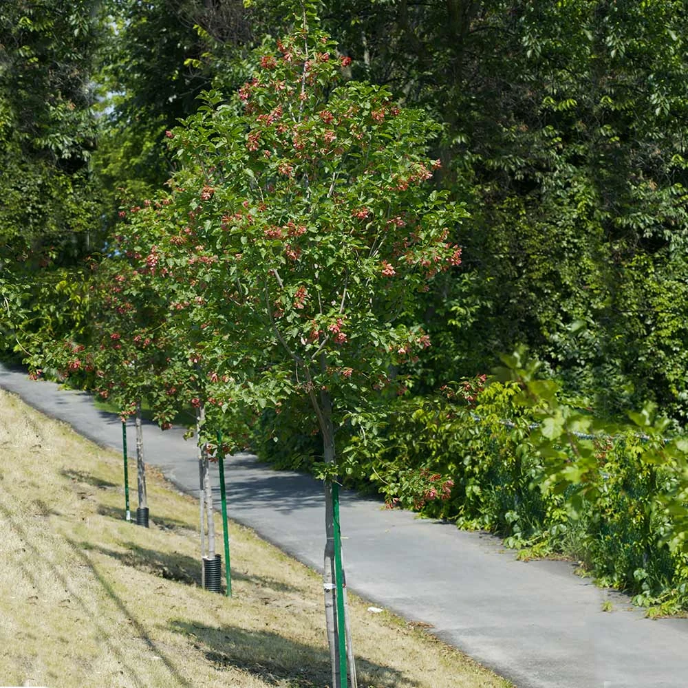 Hot Wings® Maple Tree 8 Hot Wings® Maple Tree - Image 6