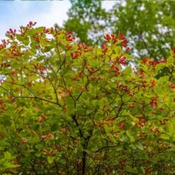 Hot Wings® Maple Tree 10 Hot Wings® Maple Tree -Brighterblooms Shop Hot Wings Tartarian Maple 3