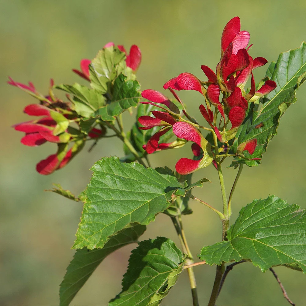 Hot Wings® Maple Tree 4 Hot Wings® Maple Tree - Image 2