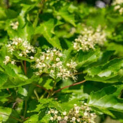 Hot Wings® Maple Tree 12 Hot Wings® Maple Tree -Brighterblooms Shop Hot Wings Tartarian Maple 5