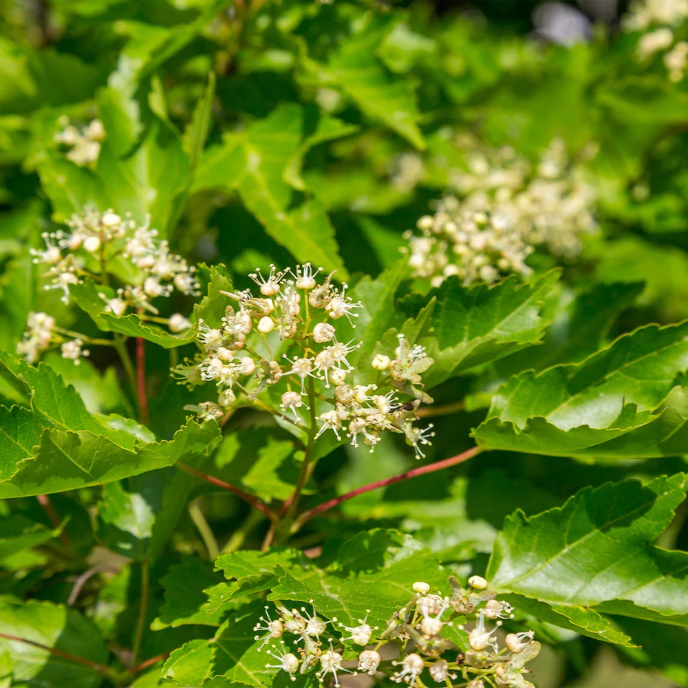Hot Wings® Maple Tree 7 Hot Wings® Maple Tree - Image 5