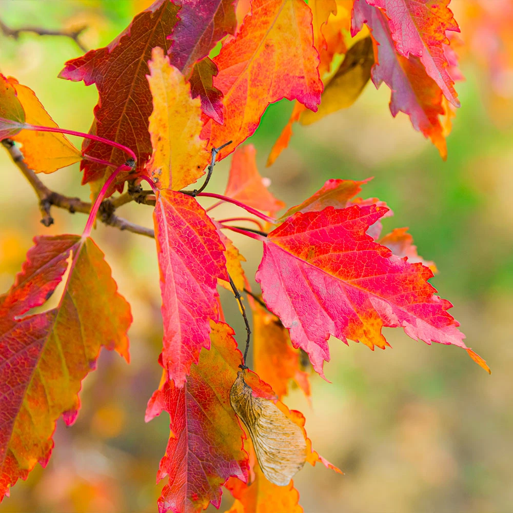 Hot Wings® Maple Tree 6 Hot Wings® Maple Tree - Image 4
