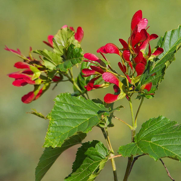 Hot Wings® Maple Tree 3 Hot Wings® Maple Tree