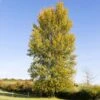 Hybrid Poplar Tree -Brighterblooms Shop Hybrid Poplar BB 600x600 1366eeef b8b2 4b60 b715 eb45e37eaa9e