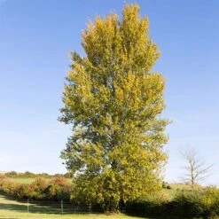 Hybrid Poplar Tree
