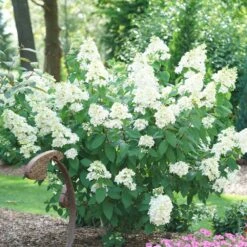 Fire Light® Hydrangea Shrub -Brighterblooms Shop Hydrangea FIrelight 2 BB