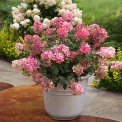 Fire Light® Hydrangea Shrub -Brighterblooms Shop Hydrangea FIrelight 6