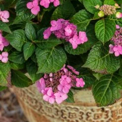 Endless Summer® Pop Star® Bigleaf Hydrangea 10 Endless Summer® Pop Star® Bigleaf Hydrangea -Brighterblooms Shop Hydrangea Pop Star 1