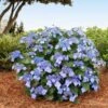 Endless Summer® Pop Star® Bigleaf Hydrangea 2 Endless Summer® Pop Star® Bigleaf Hydrangea -Brighterblooms Shop Hydrangea Pop Star BB 600x600 429664ff e2b0 4bc9 a6fd 79177a956c24