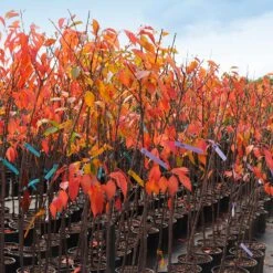 Kwanzan Cherry Tree -Brighterblooms Shop IMG 4642 altered