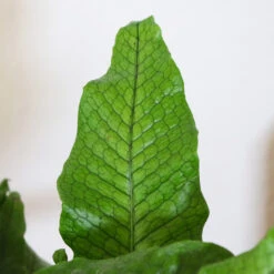 Crocodile Fern -Brighterblooms Shop IMG 4984 altered