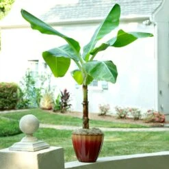 Ice Cream Banana Tree -Brighterblooms Shop Ice Cream Banana 8 BB