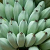 Ice Cream Banana Tree -Brighterblooms Shop Ice Cream Banana BB 600x600 008542e1 4d7b 4784 a5bc 8667038a7190