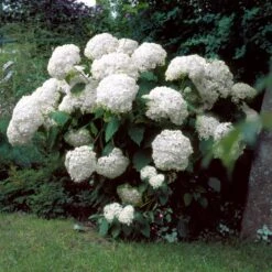 Incrediball® Hydrangea Shrub -Brighterblooms Shop Incrediball Hydrangea 1 BB