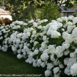 Incrediball® Hydrangea Shrub -Brighterblooms Shop Incrediball Hydrangea 3 BB