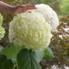 Incrediball® Hydrangea Shrub -Brighterblooms Shop Incrediball Hydrangea BB 600x600 9a086a69 b15b 40c1 9ce7 72e9bc77e9b2